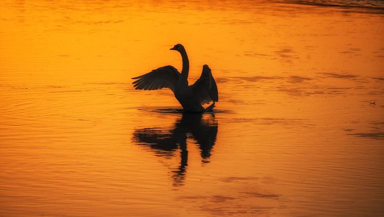 sunset swans Dryslwyn Castle- by steve j huggett (2).jpg