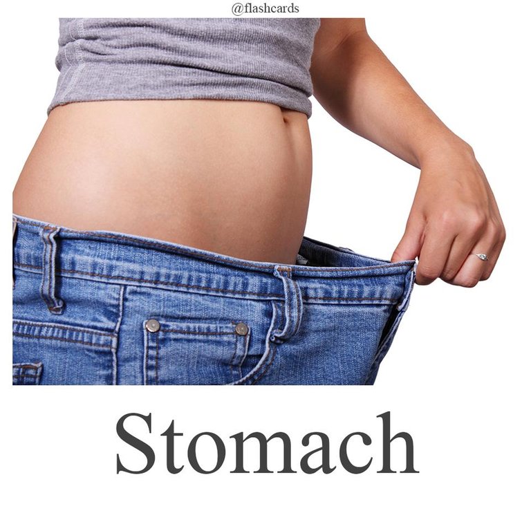 Stomach.jpg