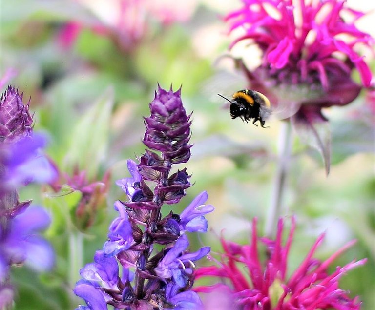 busy bee buzzing.jpg