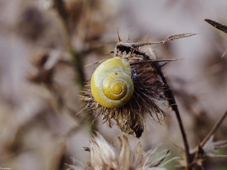 little snail on thistle.jpg