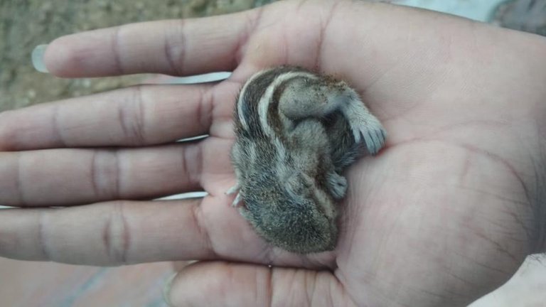 WhatsApp Image 2019-06-11 at 8.28.06 AM.jpeg