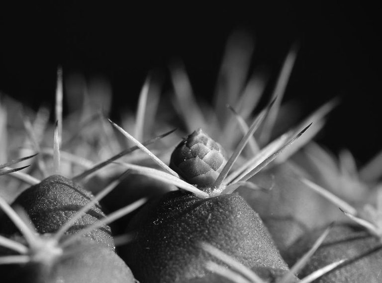 Gymnocalycium damsii macro bw 2.jpg