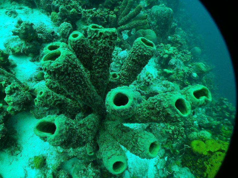 PICT0289 Bonaire.JPG