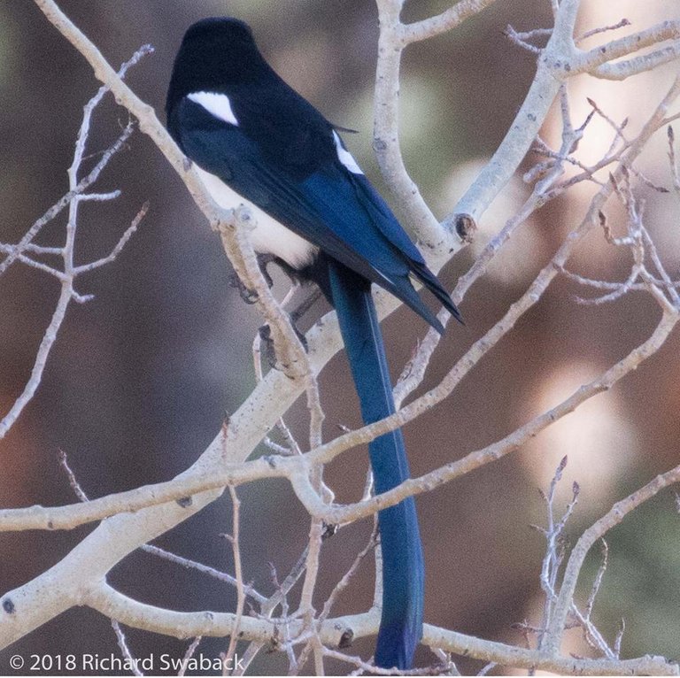 Black-billed Magpie b.jpg
