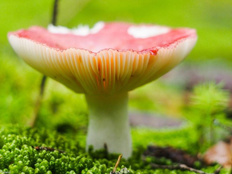 red russula 01.jpg