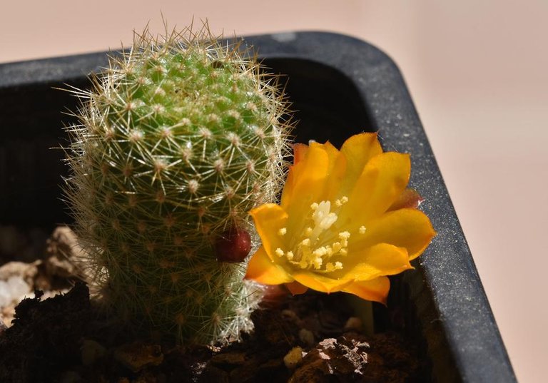 Rebutia Fabrisii var. Aureiflora flower 3.jpg