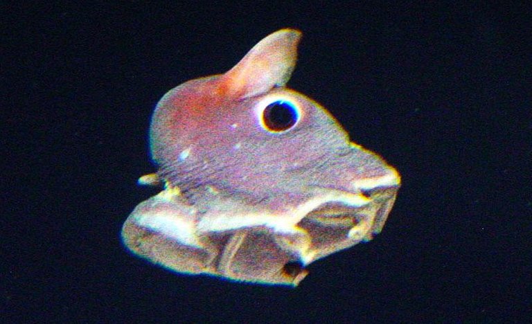 Side profile of a swimming dumbo octopus