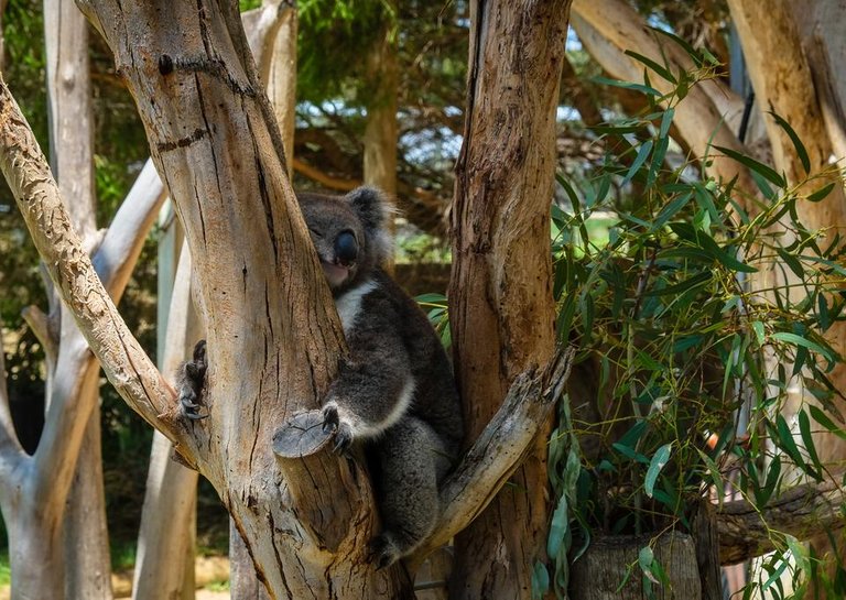 Siesta time for koala.jpg