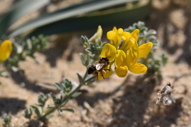 lotus creticus yellow wildflowers bee.jpg