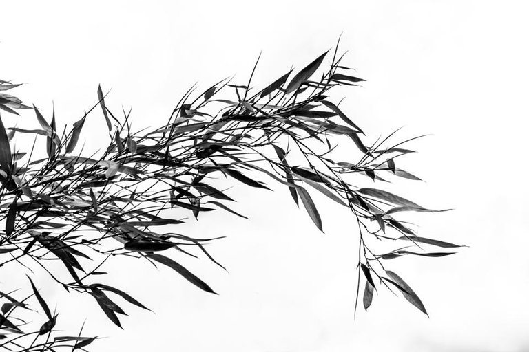 tree-grass-branch-black-and-white-plant-white-1350097-pxhere.com.jpg