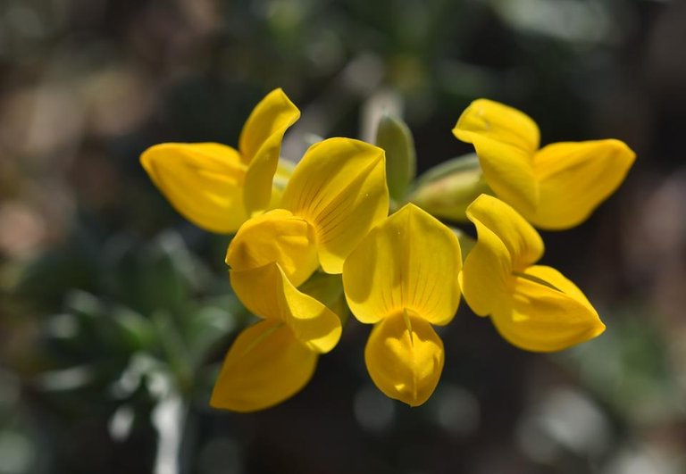 lotus creticus yellow wildflower.jpg