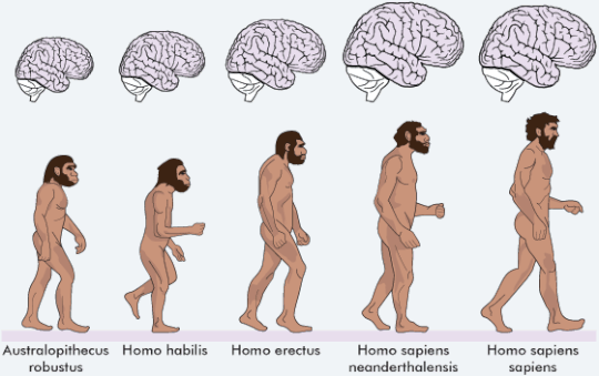 Omul-de-Neanderthal.gif