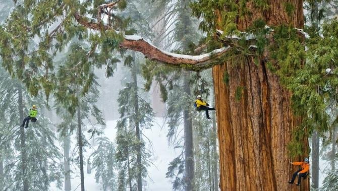 01-sequoia-climbing-team-670.jpg