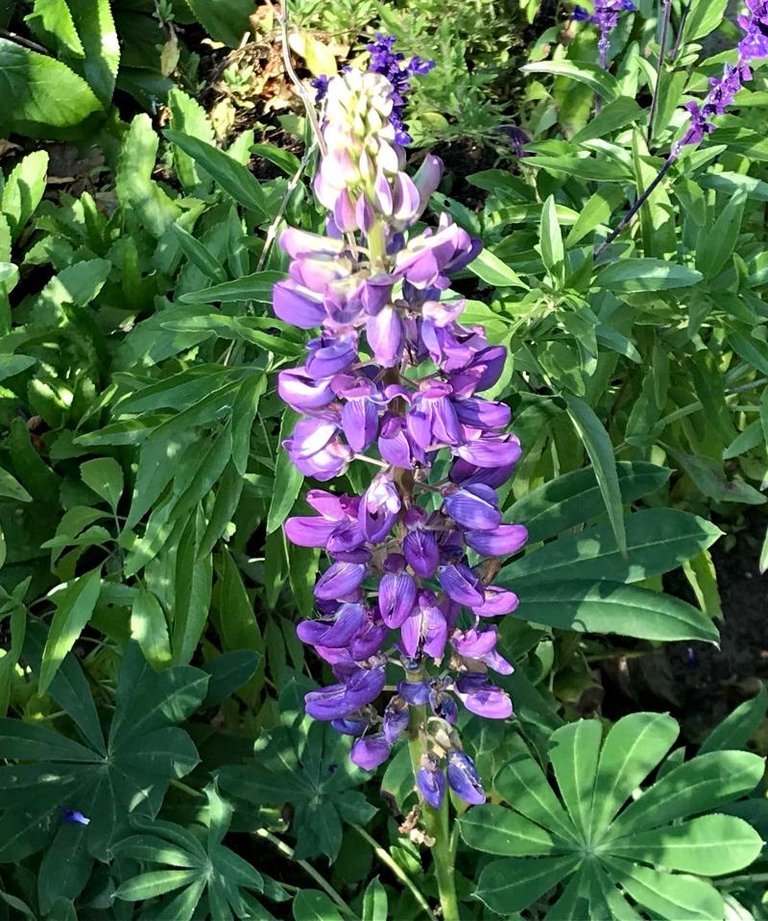 a purple lupine.jpg