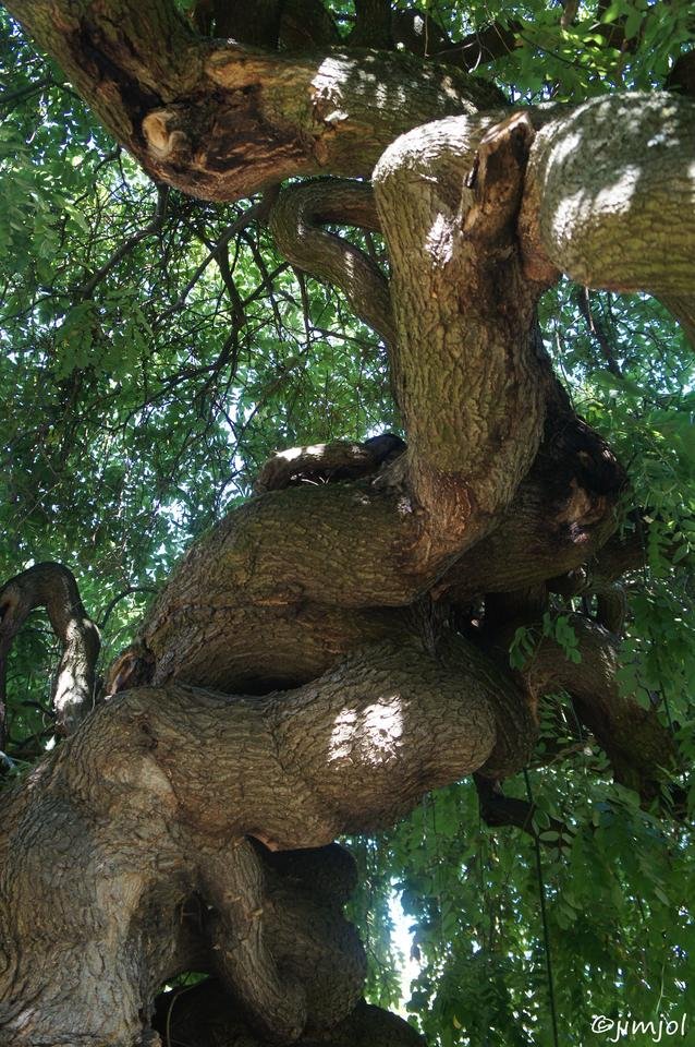 DSC04846 Sophora du Japon.JPG