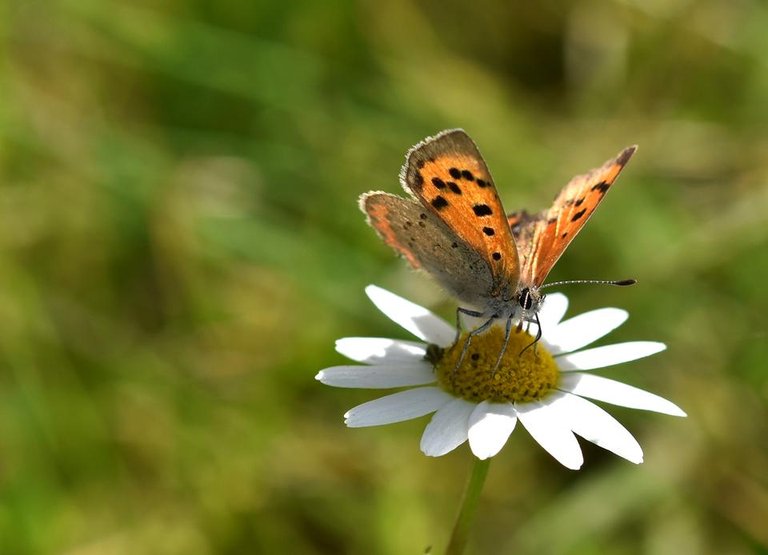 Small Copper butterfly 2.jpg