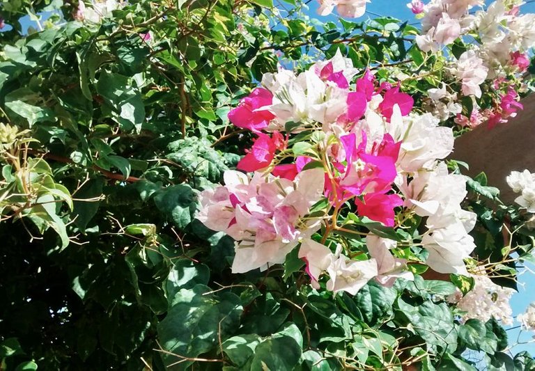 IMG_20180808_154842.jpg