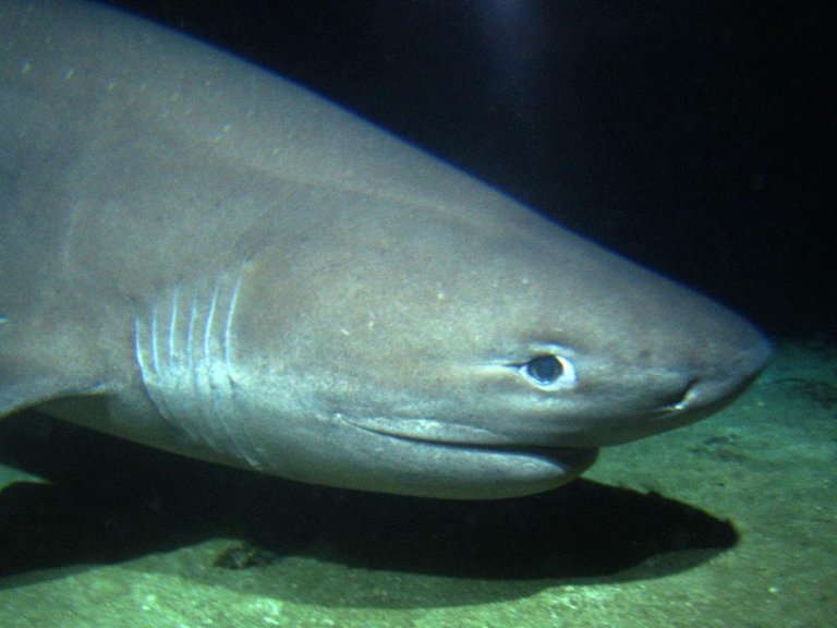 Six gill shark - face to face