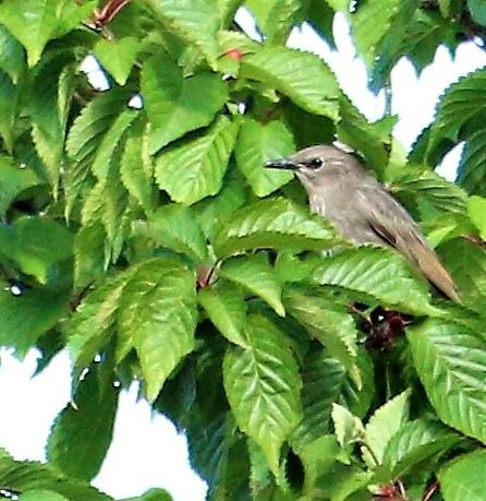eastern wood peewee.jpg