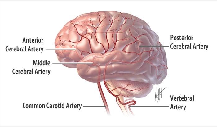 brain_labeled_700w.jpg