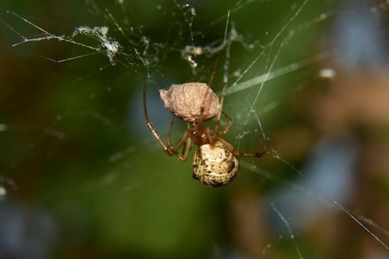 ruth-girl_steemit_spider reproduction (5).JPG