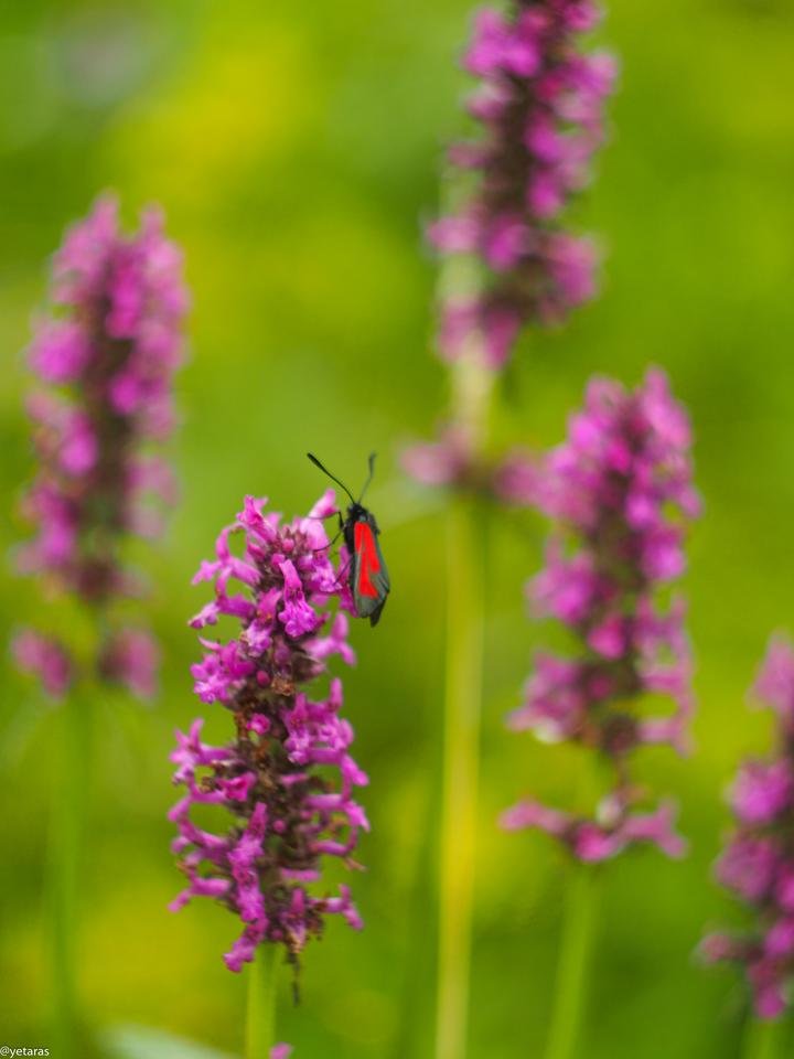 red black butterfly 3.jpg