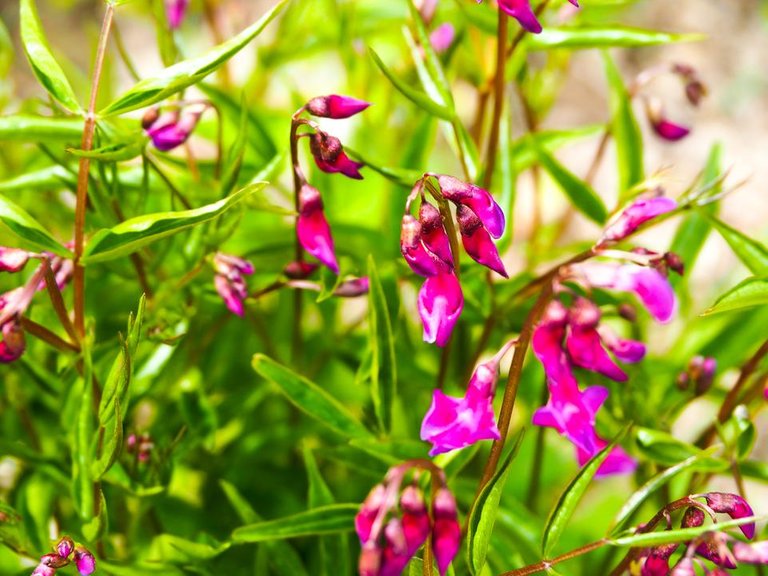 purple flowers shady.jpg