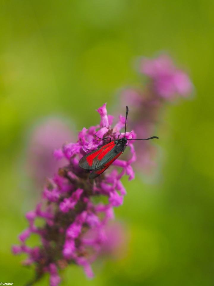red black butterfly 2.jpg