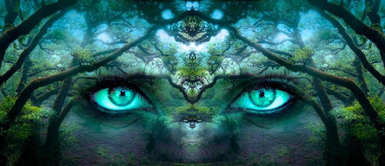 fantasy eyes forest.jpg