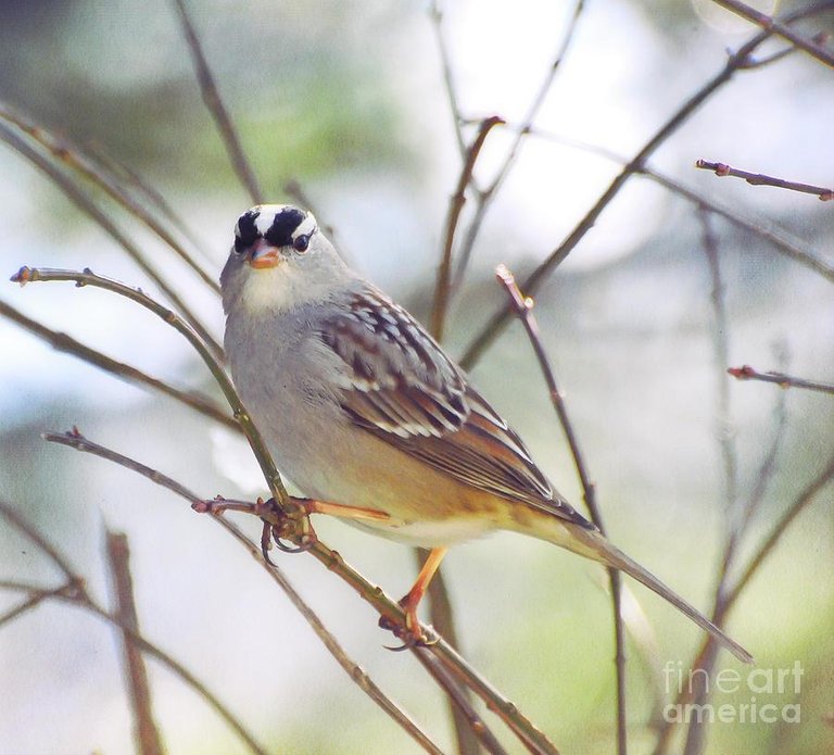 white-crowned-sparrow-watching-me-kerri-farley.jpg