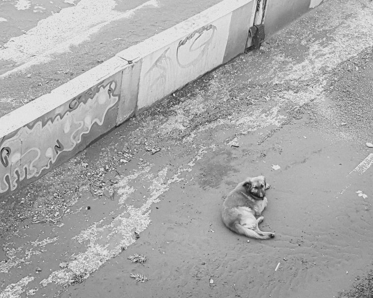 Perro del río Mapocho