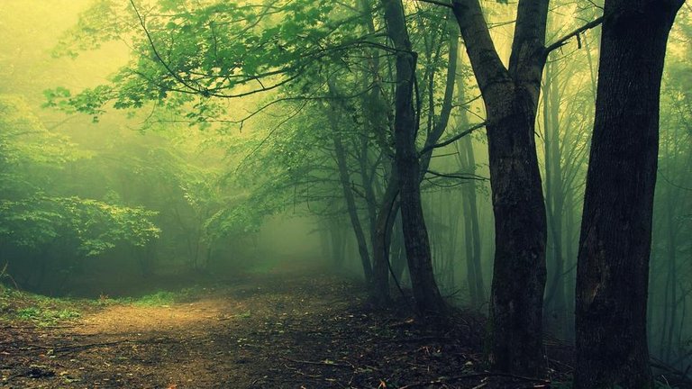 scary-woods-wallpaper-20379-20889-hd-wallpapers.jpg