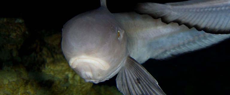 Jellynose Fish