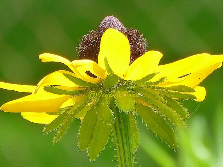 black eyed susan.JPG