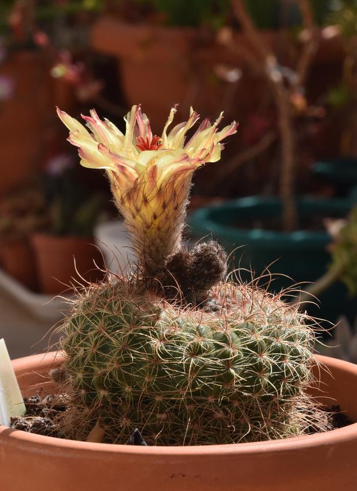 Parodia scopa notocactus cactus flower 1.jpg