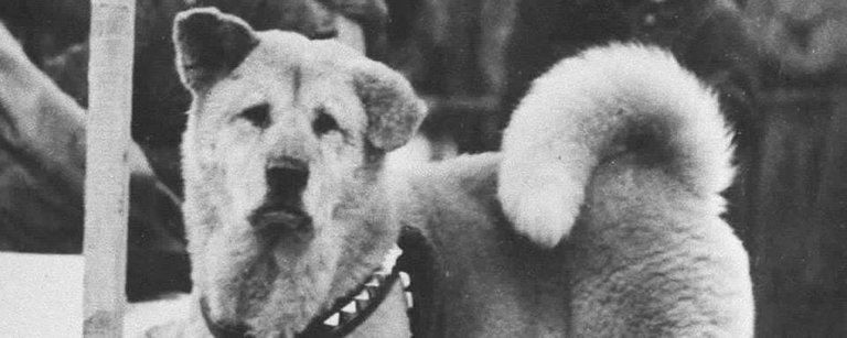 hachiko-simbolo-tokio.jpg