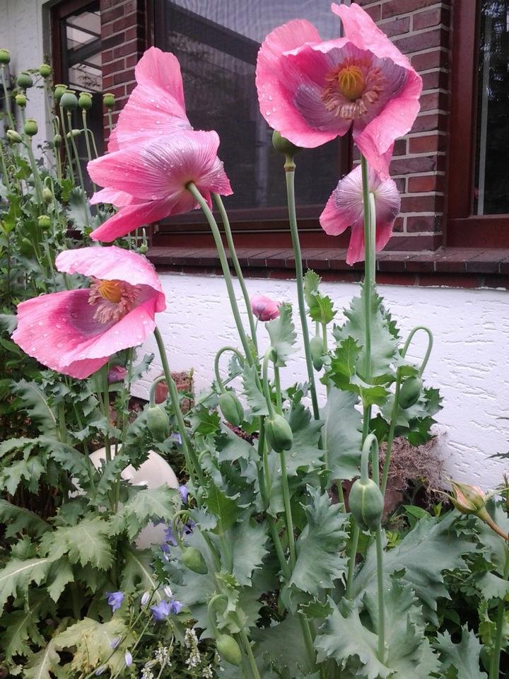 mohn rosa.jpg