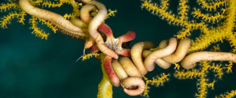 Brittle star on coral