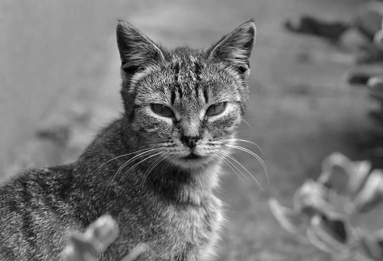 tabby kitten bw.jpg