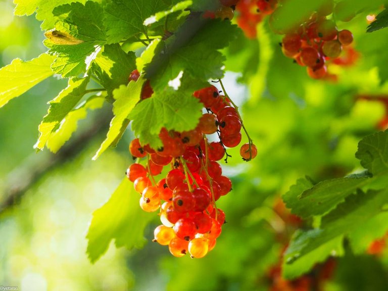 red currant photo 4.jpg