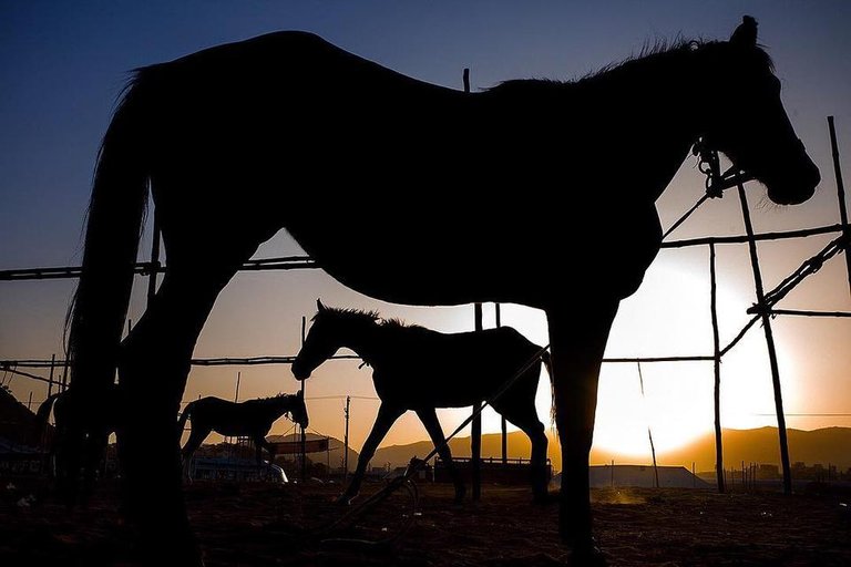 Horsing around with light! Rajasthan, India - whplight - _soi- special_shots- indiap.jpg