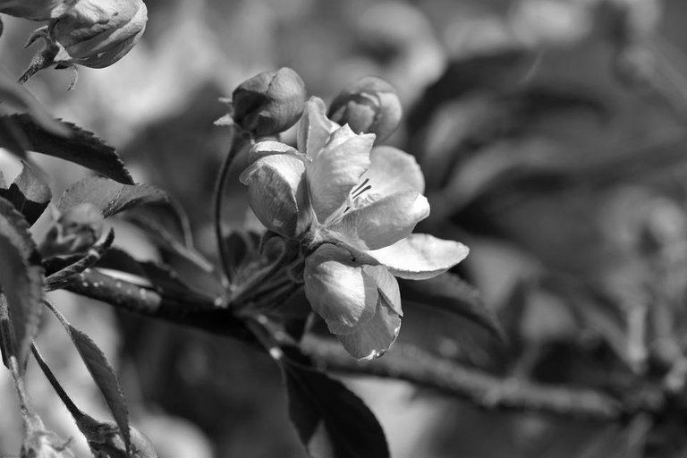 apple blossom 1bw.jpg