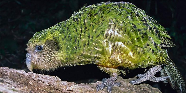 Kakapo2.jpg