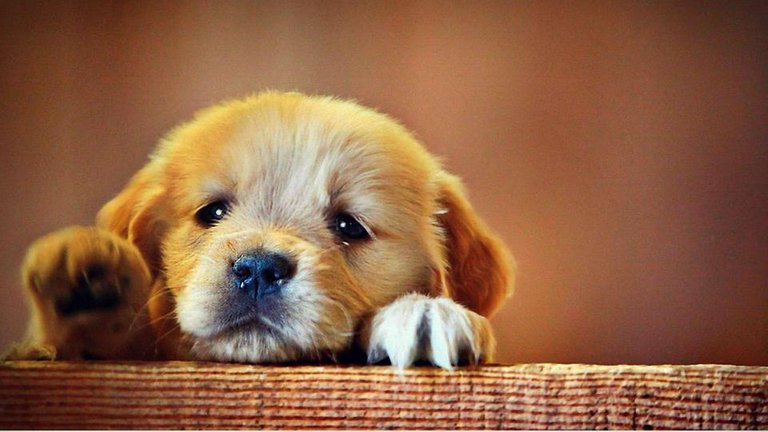 cute-puppy-sad.jpg