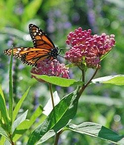 milkweed-monarch.jpg