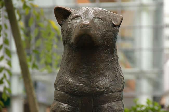 hachiko (1).jpg