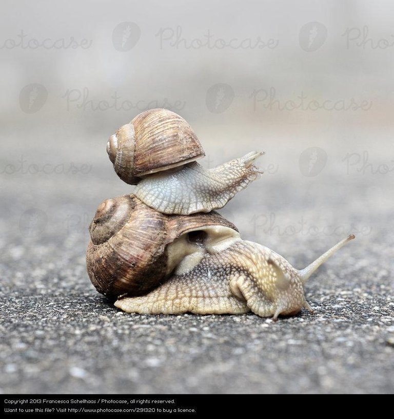 291320-animal-baby-animal-funny-family-and-relations-snail-crawl-photocase-stock-photo-large.jpeg