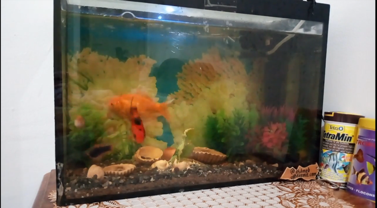 Steemit @hdmed Mes poissons d aquarium   Poisson rouge   molly   platy     YouTube.png