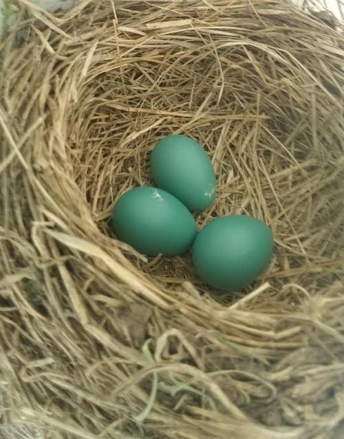 20180525_robin-eggs.jpg