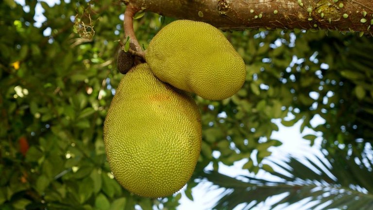 jackfruit-3282086_1280.jpg